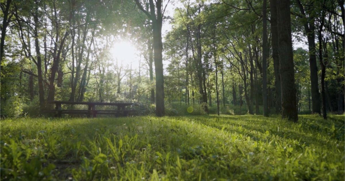 A lush green forest symbolizing regenerative business practices restoring nature.