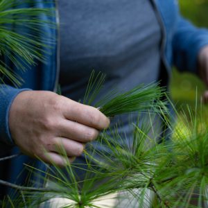 White Pine